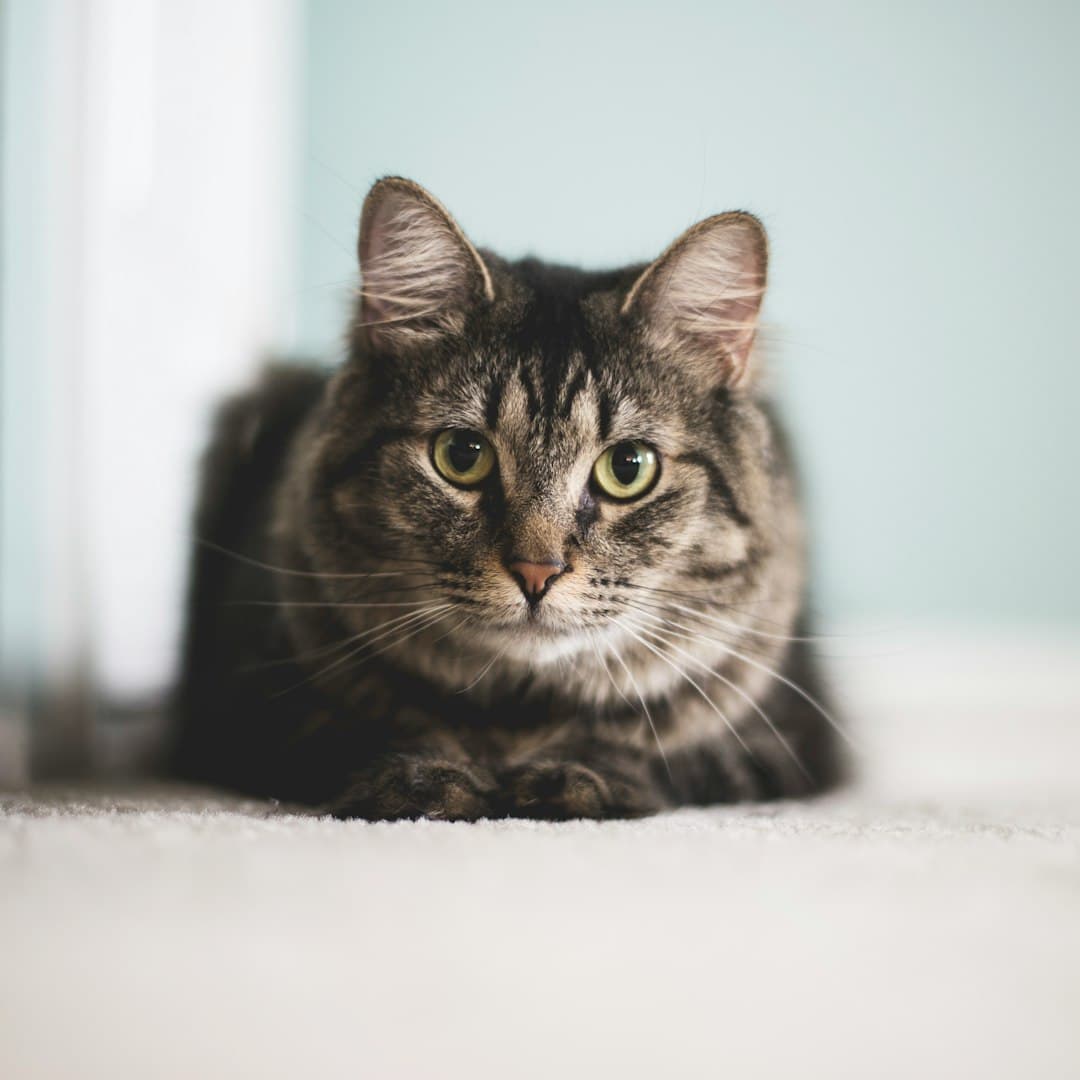 Silver tabby kitten on floor